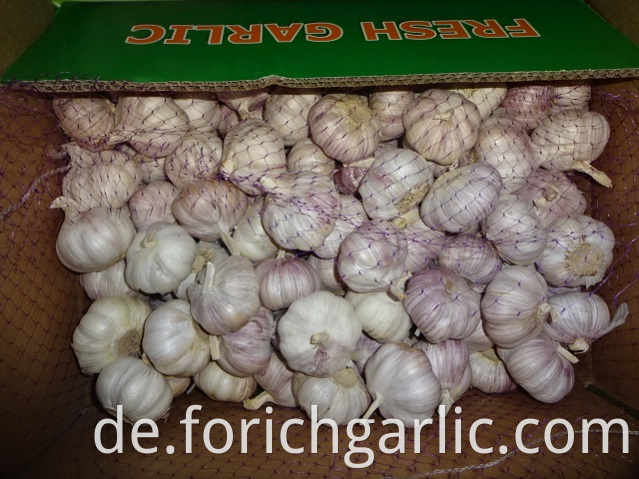 New Crop 2019 Normal Garlic